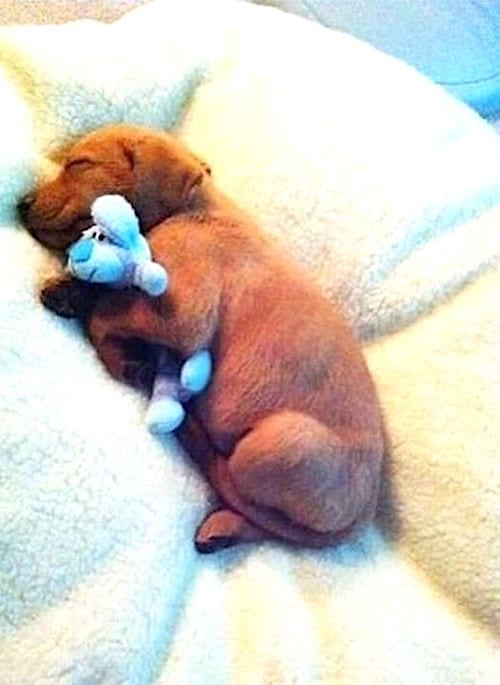 Trop Mignon Photos De Chiots Qui Font Une Sieste Avec Leur Peluche