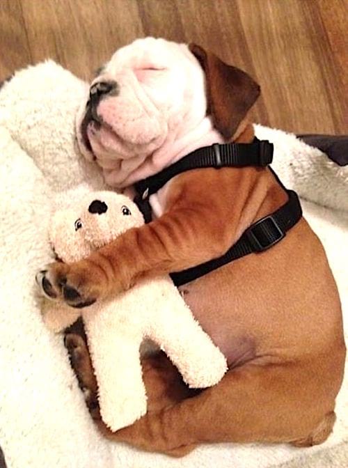 petit bouledogue avec son jouet en peluche