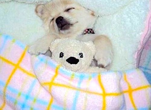 bébé chien blanc avec sa peluche blanche