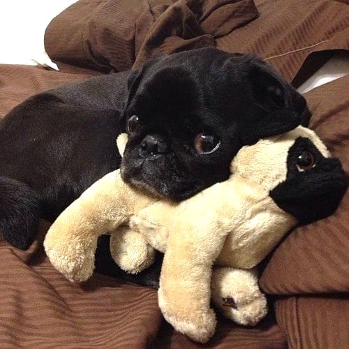 bébé bouledogue noir avec une peluche beige