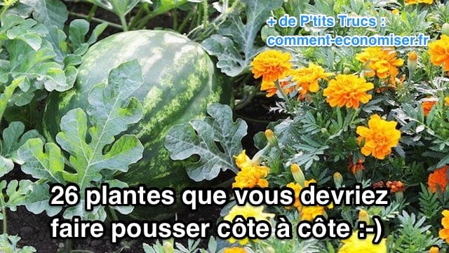 26 plantes à faire pousser côte à côte