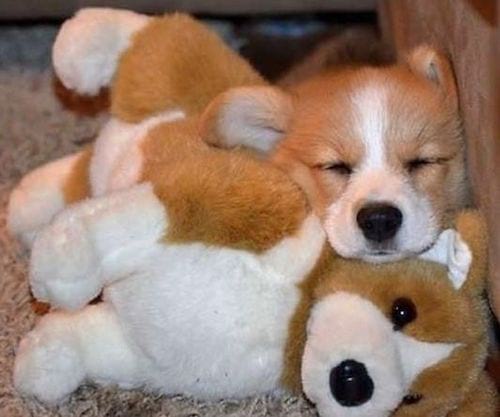 chiot marron et blanc avec une peluche comme lui