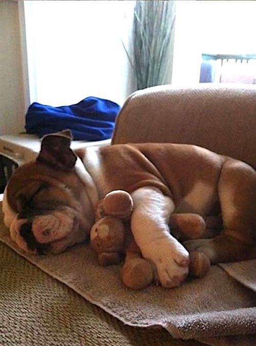 chiot bouledogue qui dort avec une toute petite peluche