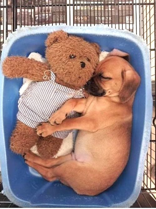 chiot qui dort dans une cuvette avec un nounours