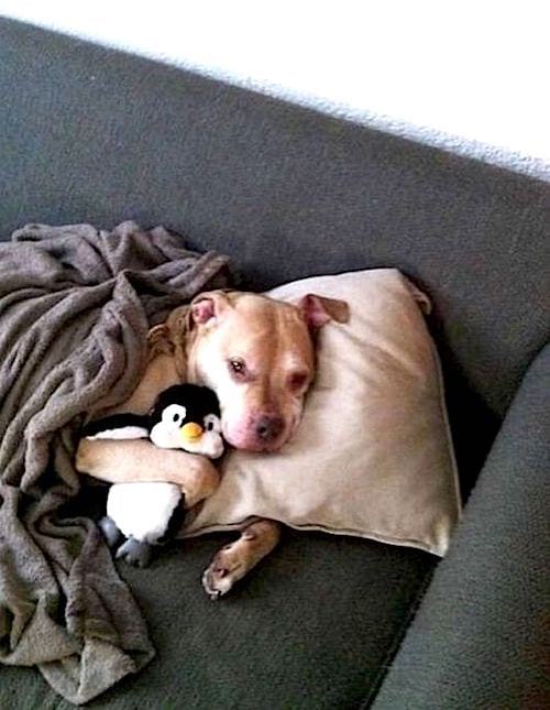 chien qui dort avec un pingouin en peluche sous la couverture