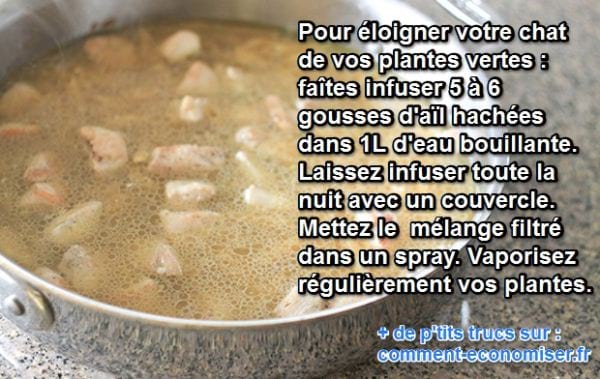 l'ail &eacute;loigne les chats des plantes vertes