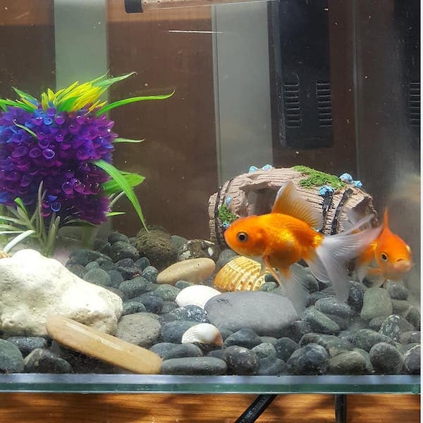 nettoyer l'aquarium des poissons avec du vinaigre blanc