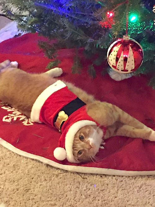 18 Photos De Gens Qui Ont Trouve Une Astuce Pour Proteger Le Sapin De Noel Du Chat Et Du Chien