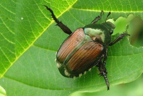 faire fuir le coléoptère avec du talc