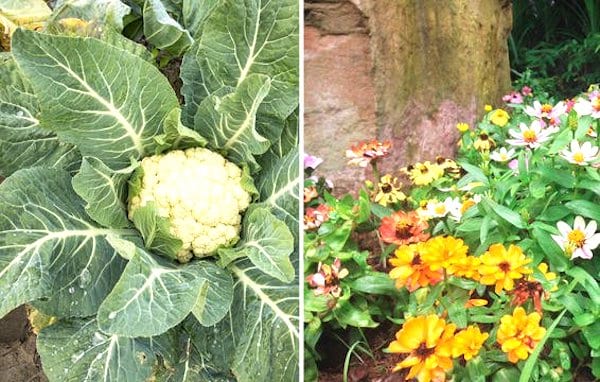 légumes compagnons chou-fleur et zinnia