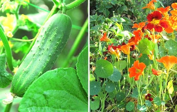légumes compagnons concombre et capucine