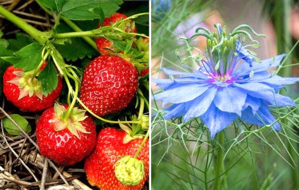 légumes compagnons plantes associées fraises et nigelle de damas