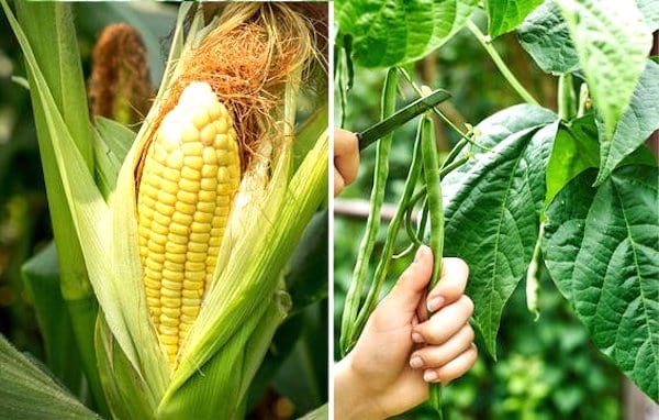 légumes compagnons maïs et haricots