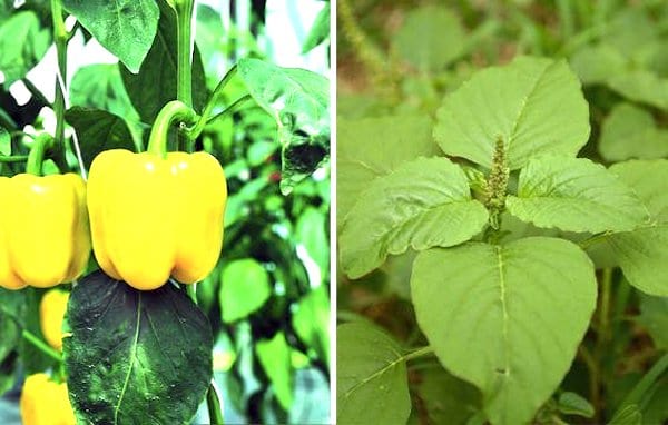 légumes compagnons poivron et amarante