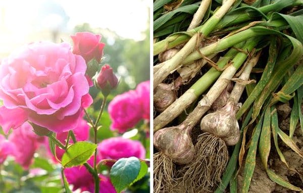 légumes compagnons ail et roses