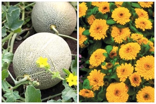 légumes compagnons melon et soucis