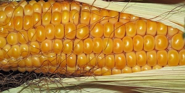 Saviez vous qu'on peut conserver le maïs au congélateur ?