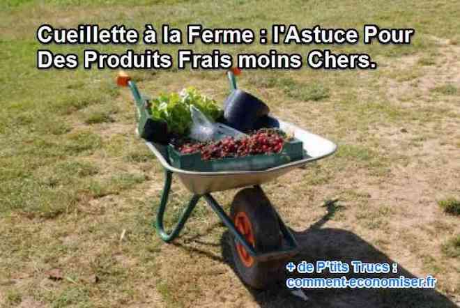 la cueillette à la ferme est une bonne alternative pour payer ses fruits et légumes moins cher