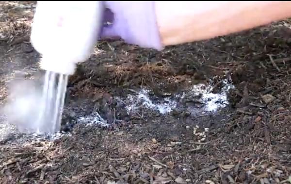 éloigner les rongeurs en mettant du talc avec les graines