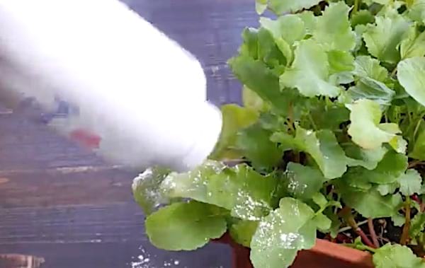 éloigner les pucerons avec du talc