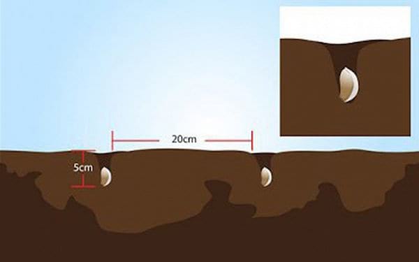 schéma pour planter et faire pousser de l'ail