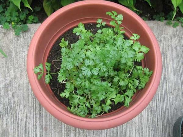 un pot de coriandre dans un jardin