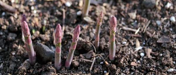 des asperges poussent dans un jardin