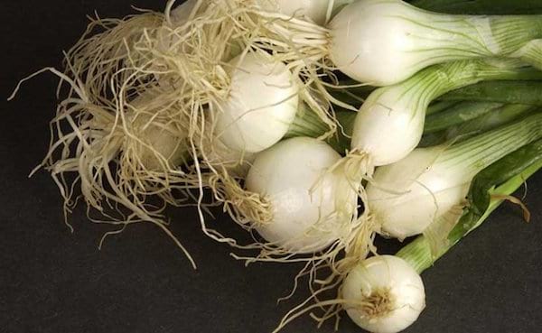 une botte d'oignons blancs posée sur une table