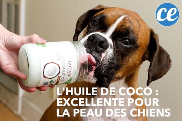 L'huile de coco est bonne pour combattre les allergies des chiens.