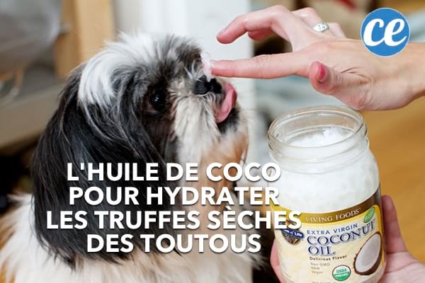 Une main qui applique de l'huile de coco pour hydrater la truffe craquelée d'un chien à visage aplati.