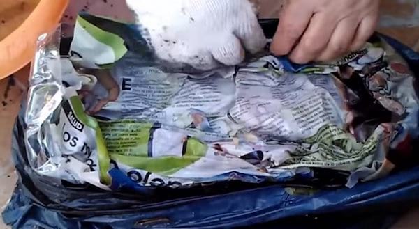 du papier journal est posé sur la terre pour protéger les graines de tomates