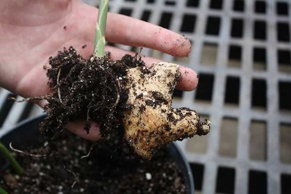 un bout de gingembre pousse dans un pot