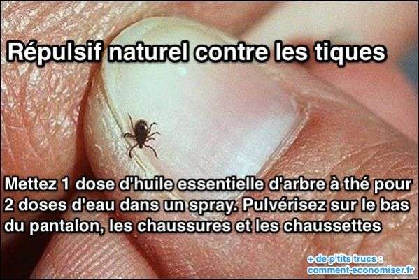 Répulsif contre les tiques avec huile essentielle d'arbre à thé