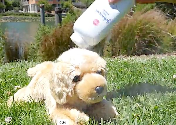 Saupoudrez du talc sur les poils du chien pour enlever odeur