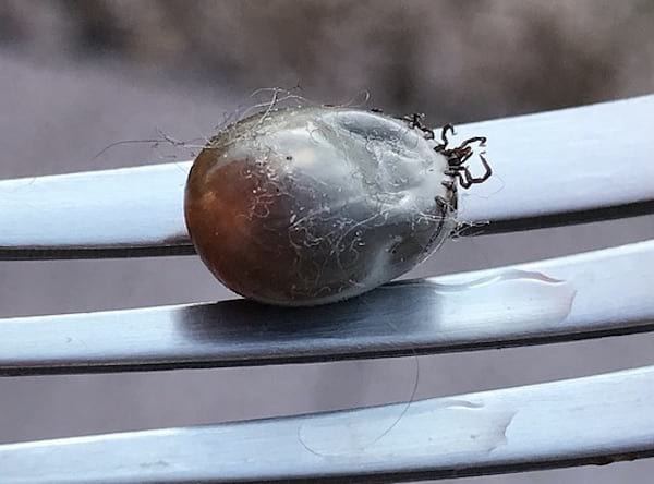 une tique morte qui vient d'être retirée