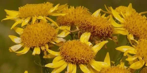 l'arnica soigne les bleus et les bosses