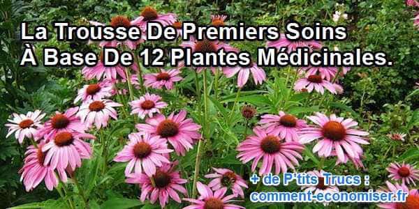 des plantes pour prendre soin de sa santé en voyage