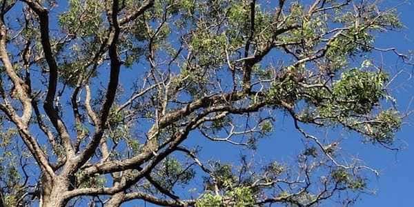 le margousier purifie l'atmosphèe