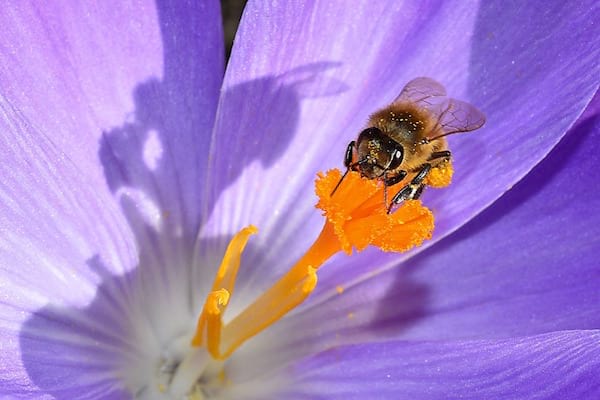 une abeille butine un crocus