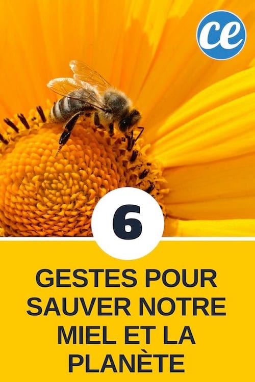 les gestes pour aider les abeilles à survivre