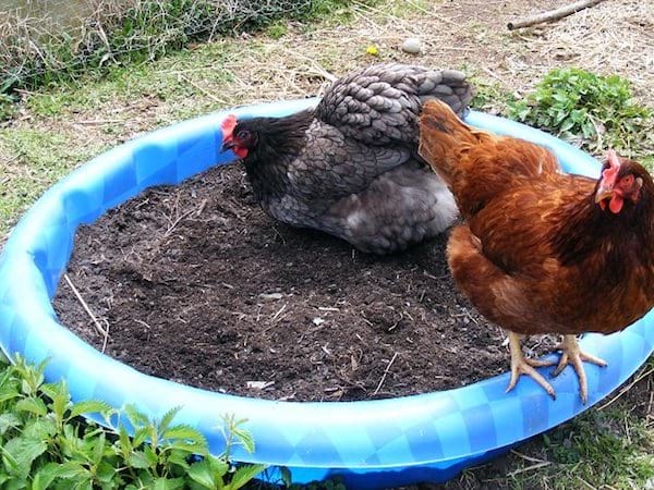 un bain de poussière pour les poules