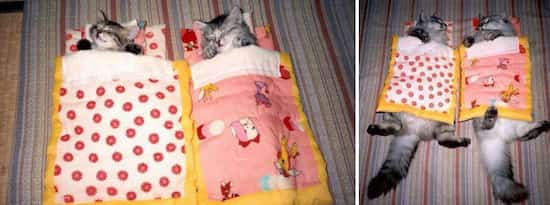 gros chat dans tout petit lit