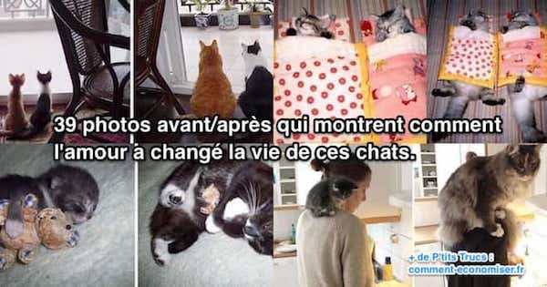 39 Photos Avant Apres Qui Montrent Comment L Amour A Change La Vie De Ces Chats