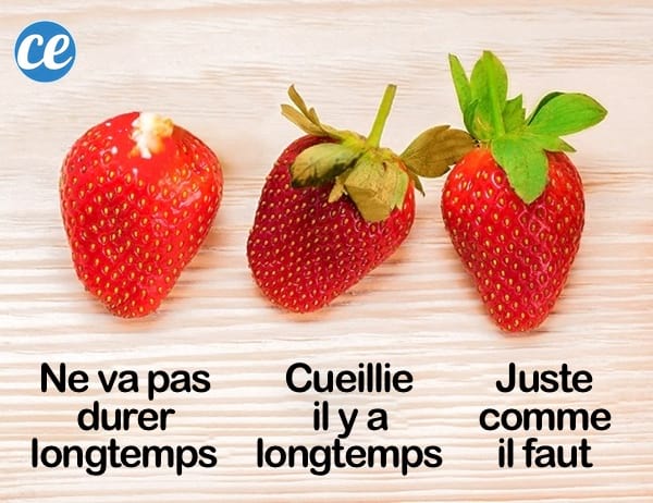 trois fraises avec des feuilles pour savoir si elles sont mûres