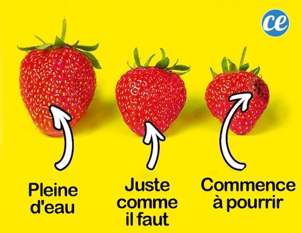 trois fraises dont une grosse pleine d'eau, une moyenne et une petite pourrie