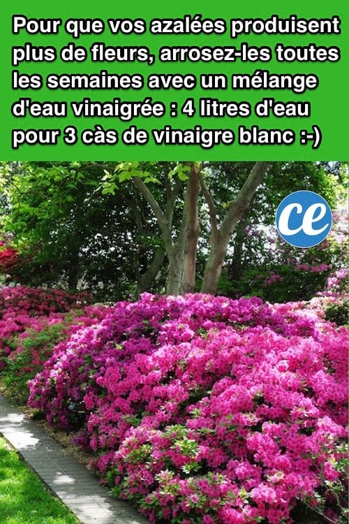 comment avoir de belles fleurs d'azalée naturellement avec du vinaigre blanc