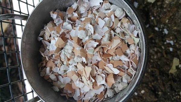 coquilles d'oeuf pour les poules pondeuses