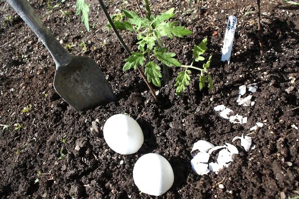 protéger les jeunes pousses de tomates avec des coquilles oeufs