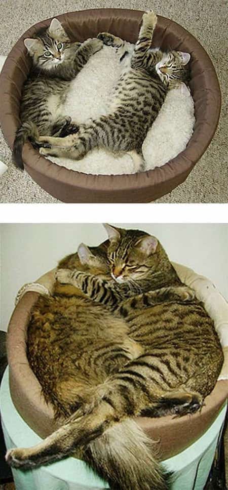 deux chat tigrés dans panier