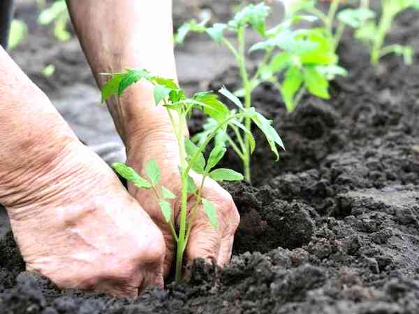 enterrer le pied de tomates jusqu'aux premières feuilles
